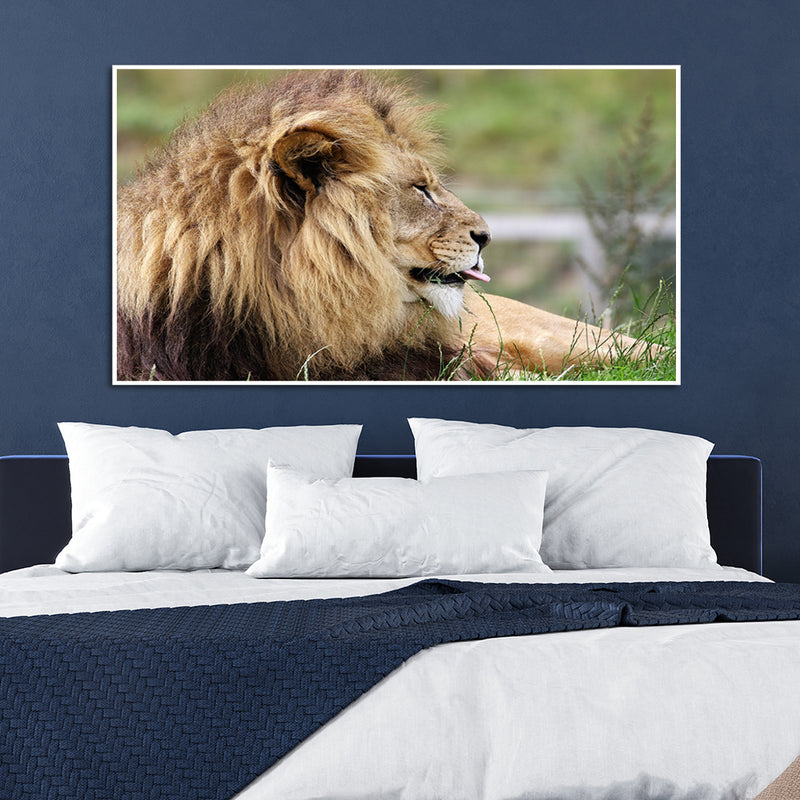 Barbary Lion Canvas Floating Frame Wall Painting