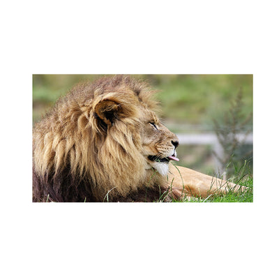 Barbary Lion Canvas Wall Painting
