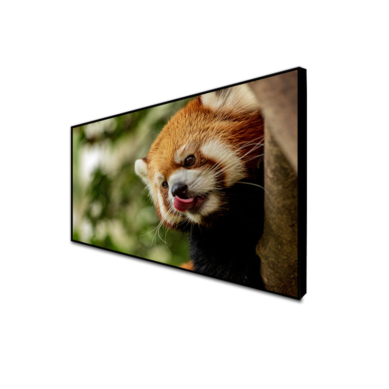 Red Panda  Canvas Floating Frame Wall Painting