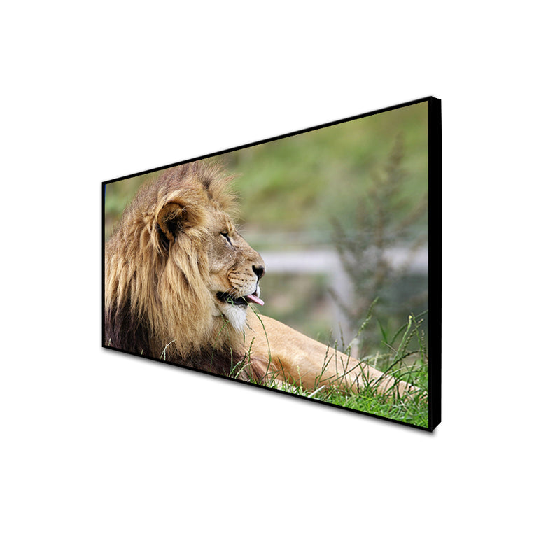 Barbary Lion Canvas Floating Frame Wall Painting