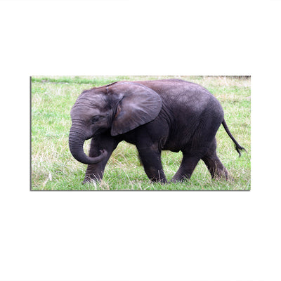 Baby Elephant Canvas Wall Painting