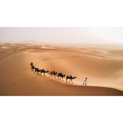 Camel Desert Canvas Digitally Printed Wallpaper