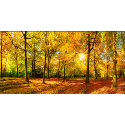 Beautiful Forest Canvas Wall Painting