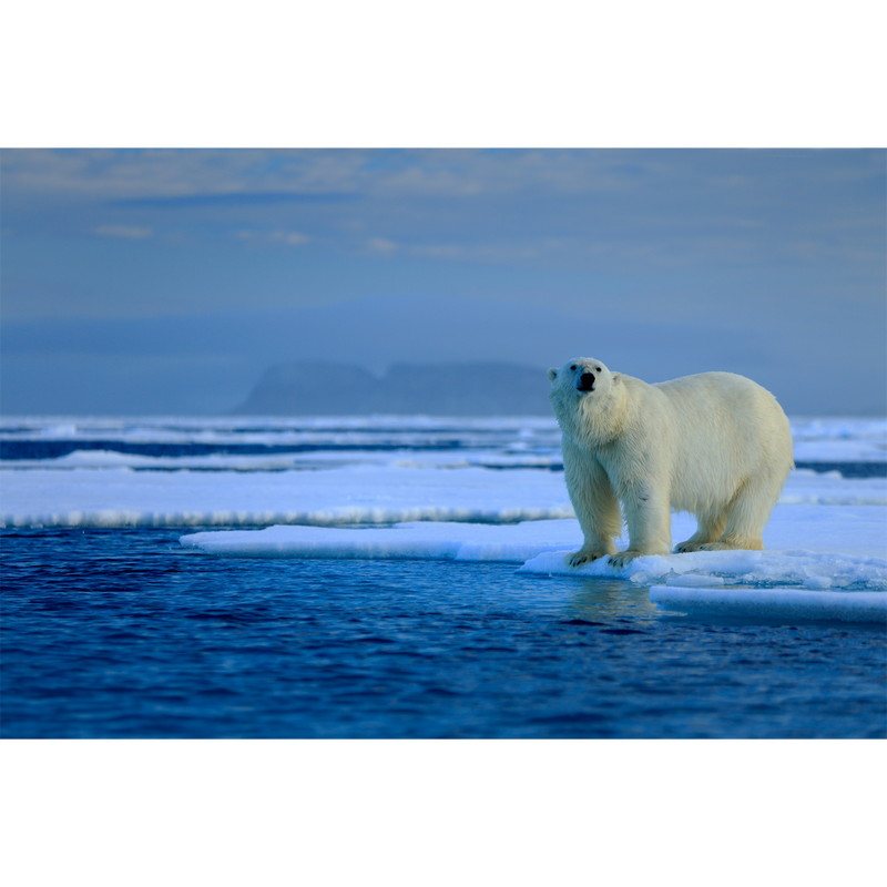 Big Polar Bear Digitally Printed Wallpaper