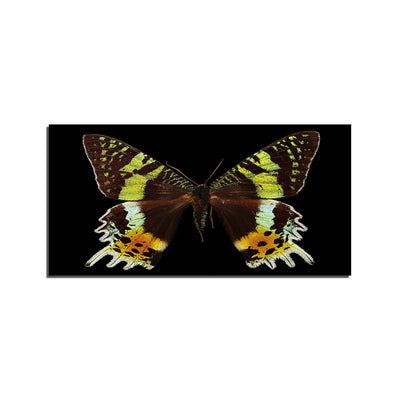 Beautiful Multicolor Butterfly On Canvas Wall Painting