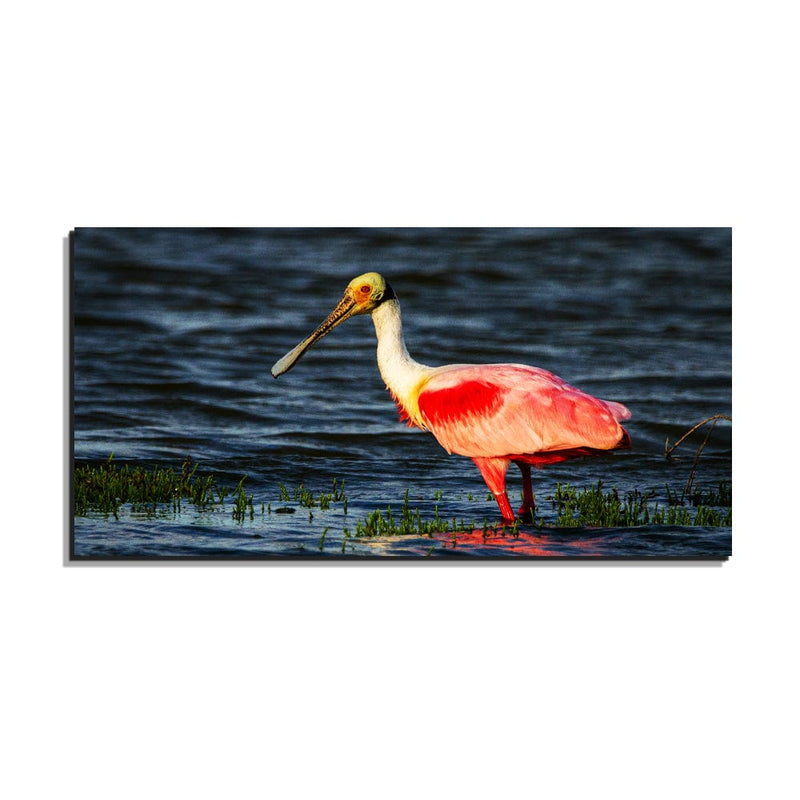 DecorGlance Rectangle painting Roseate Spoonbill Bird Canvas Wall Painting