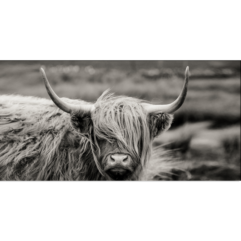 DecorGlance Rectangle painting Scottish Highland Cattle Animal Canvas Wall Painting