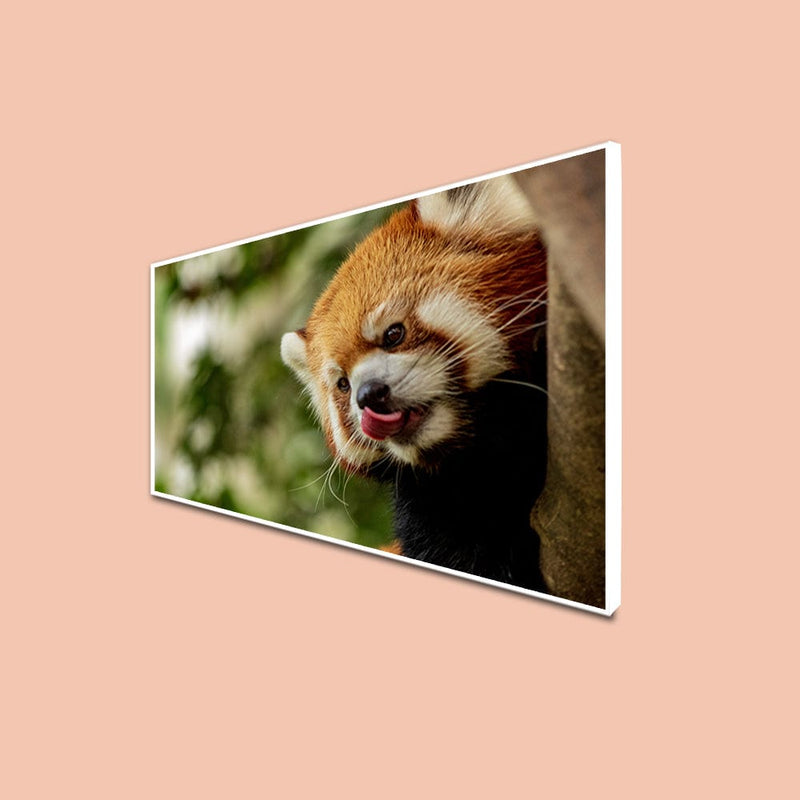 DecorGlance CANVAS PRINT WHITE FLOATING FRAME / (48 X 24) Inch / (121 X 60) Cm Red Panda  Canvas Floating Frame Wall Painting