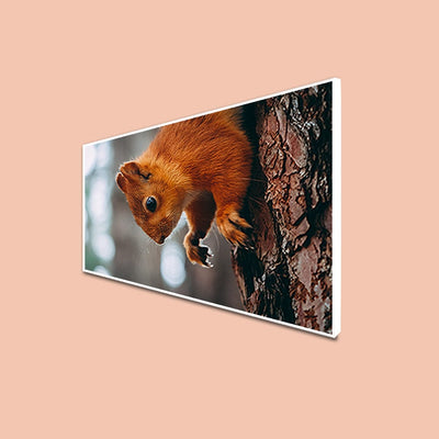 DecorGlance CANVAS PRINT WHITE FLOATING FRAME / (48x24) Inch / (121x60) Cm Squirrel Canvas Floating Frame Wall Painting