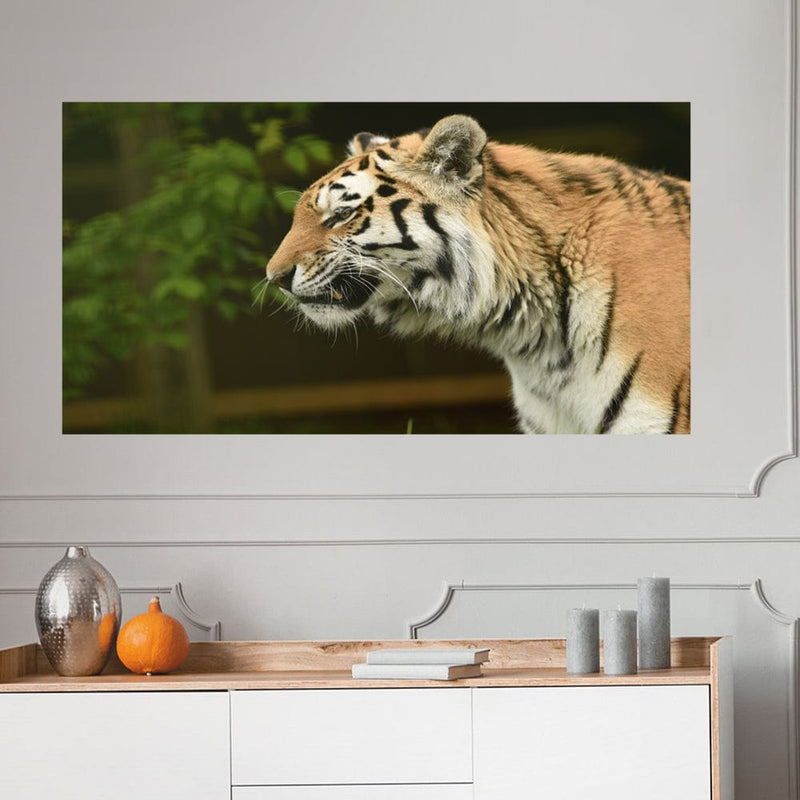 DecorGlance The Siberian Tiger Canvas Wall Painting